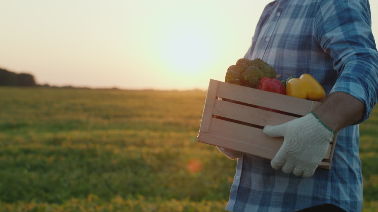 농부는 밭에서 신선한 야채 상자를 나른다 5