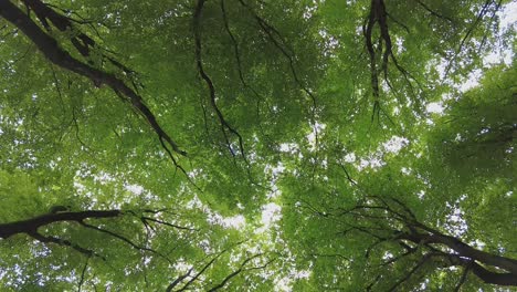 looking up during a walk in a forest with young fresh green leaves on the trees in the spring