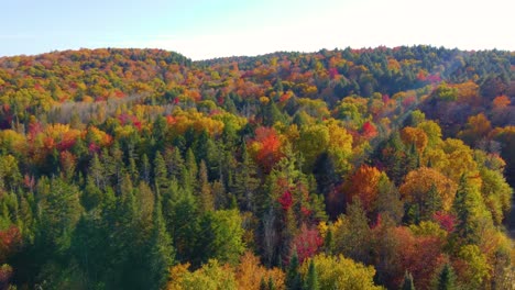 La-Toma-De-Un-Dron-Del-Bosque-Muestra-Densos-árboles-Llenos-De-Color-En-Otoño-En-Montreal,-Québec,-Canadá