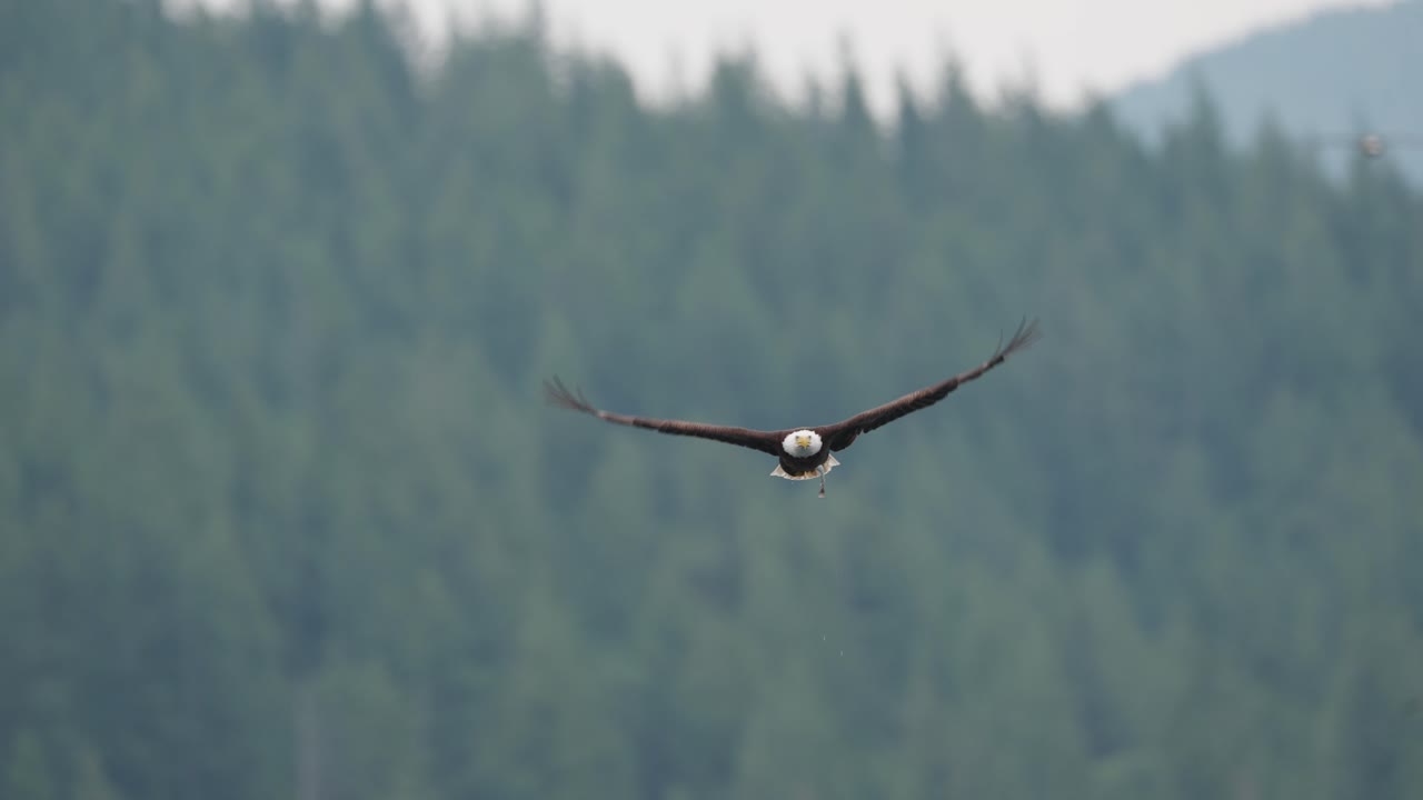 An eagle flying in slow motion looking for food over the ocean in Canada