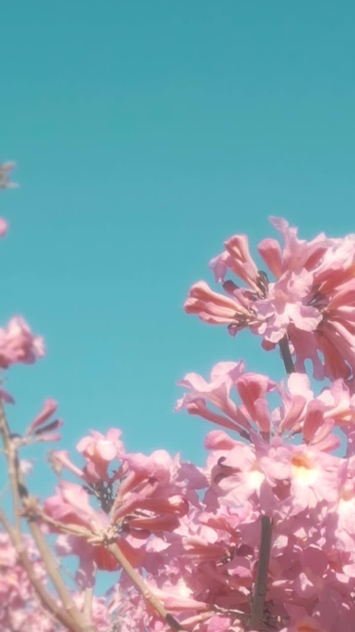 Vibrant Pink Flowers Blooming Against a Clear Blue Sky