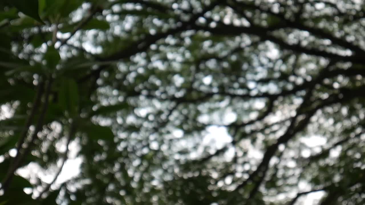 bokeh de luz pasa sobre un árbol en el bosque