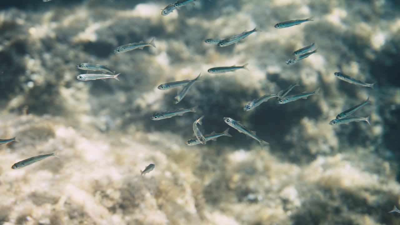 pequeño banco de peces bajo el agua