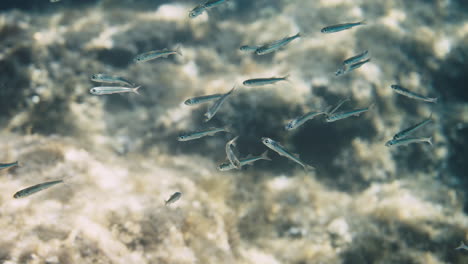 small fish school underwater