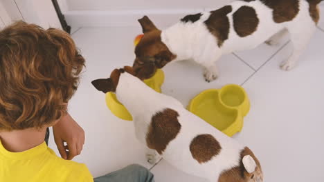 top view of two dogs eating and a child caresses one of them kneeling on the floor