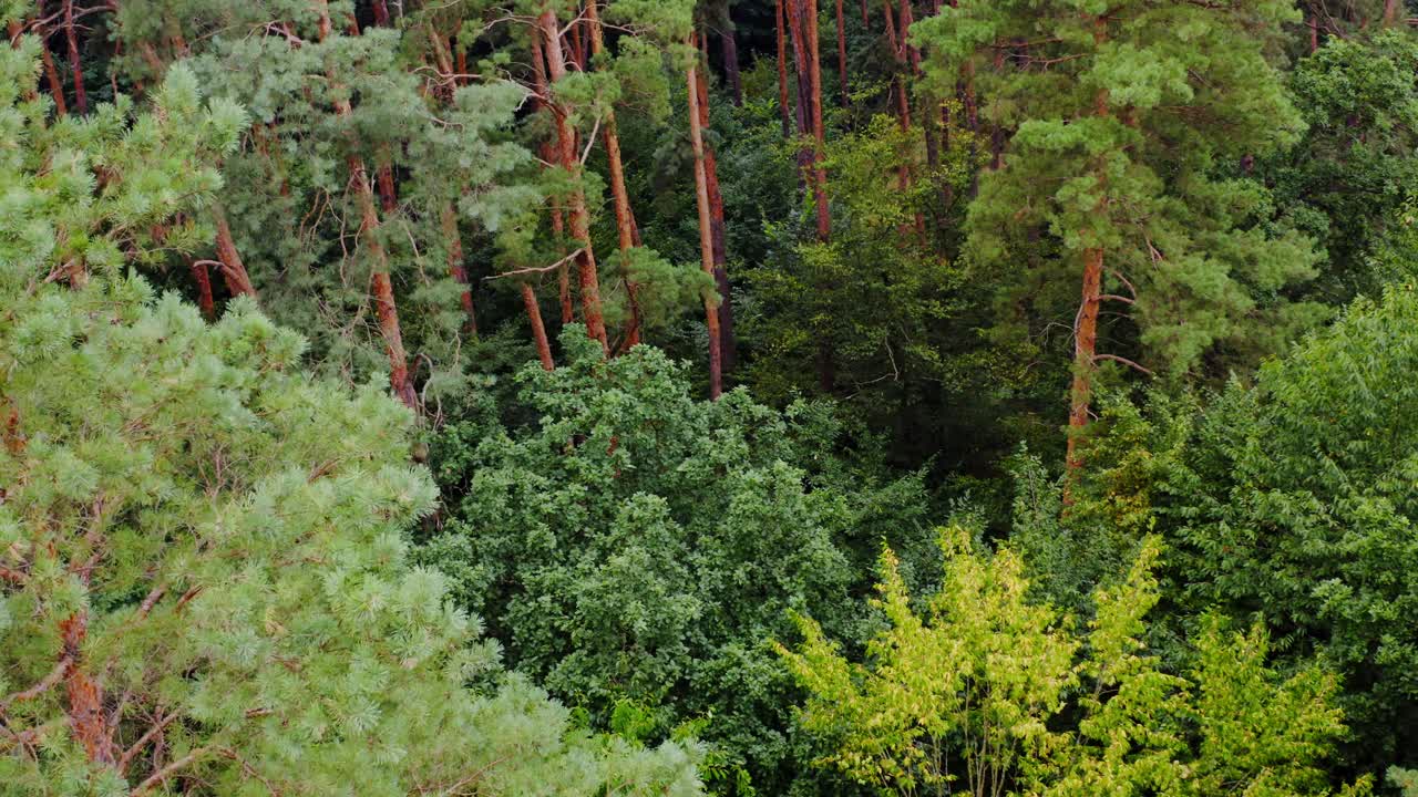 Green nature. Trees in the forest in summer. Tall pine trees in wood. Green scenery in summer. Camera rising. Slow motion.