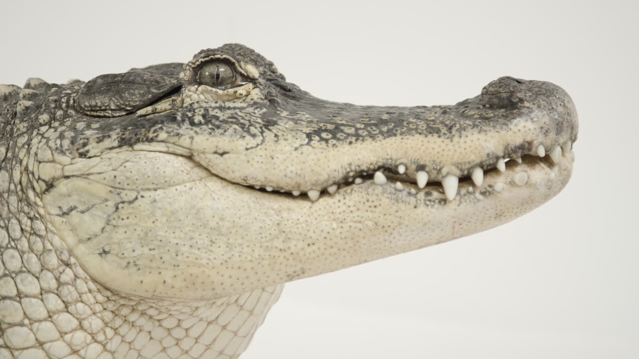 perfil lateral de respiración de cocodrilo.