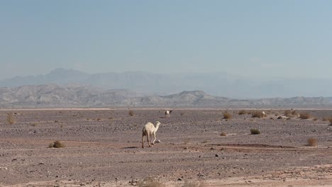 Dromedarios-Salvajes-En-El-Desierto-De-Jordania