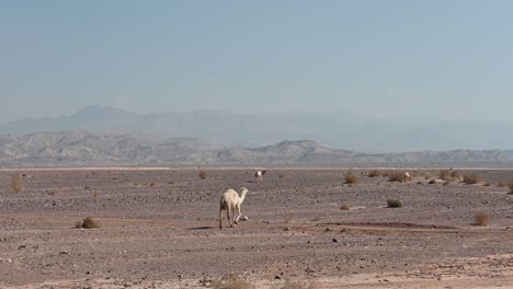 wild dromedaries in the desert of jordan