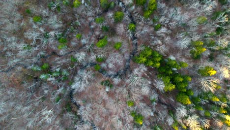 A-drone-shot-top-down-of-the-woods-during-sunset-in-Vermont,-USA