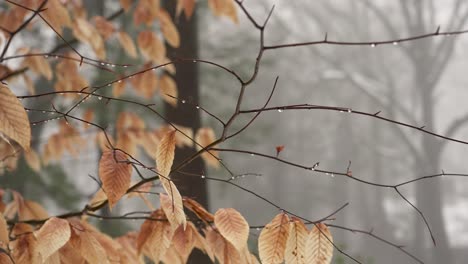 dead leaves in a winter breeze