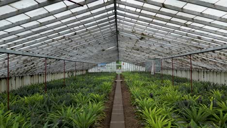 rows of pineapple plants growing inside a greenhouse