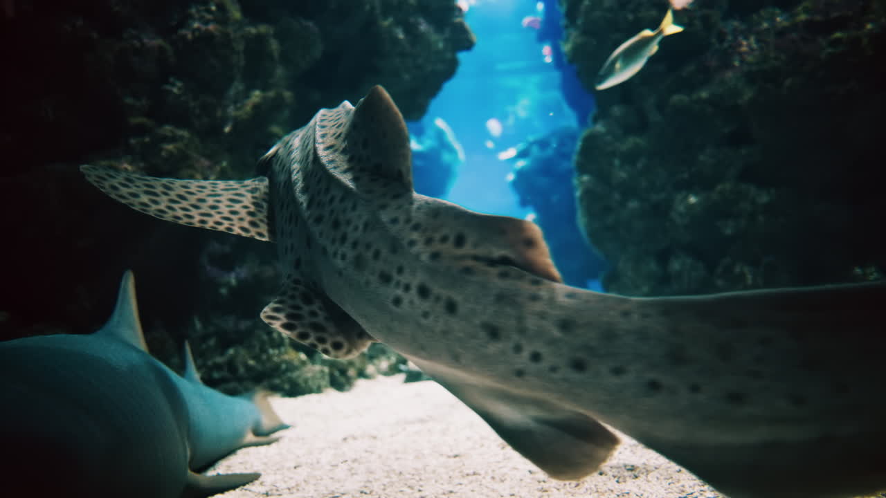 Close up of a zebra shark in the water
