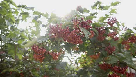 red berries of a viburnum on a branch in the countryside