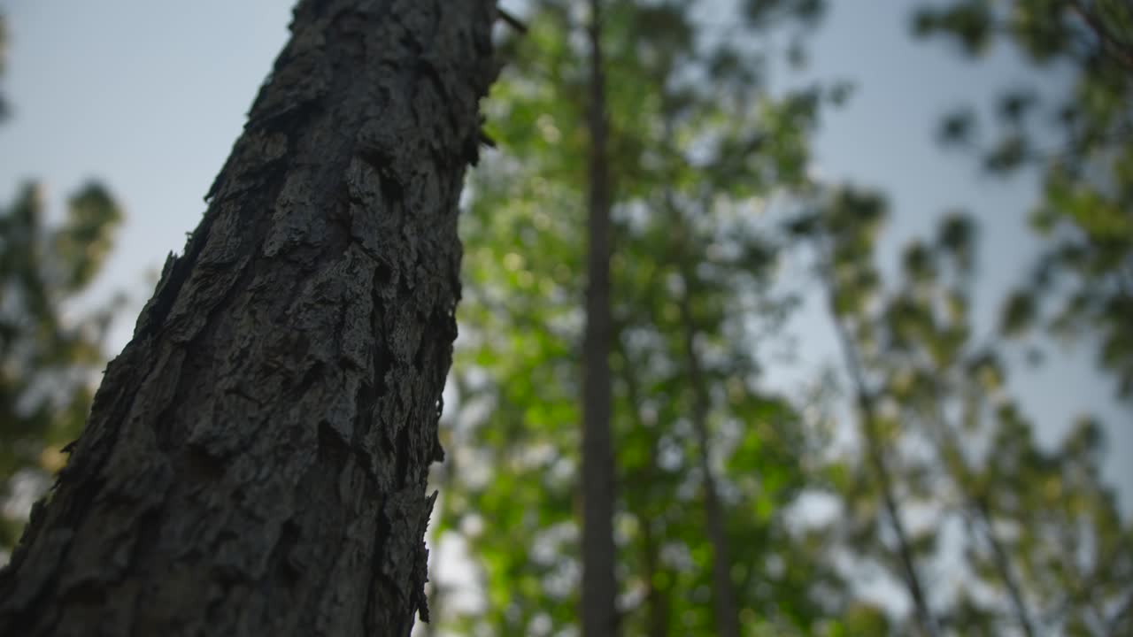 mirando hacia los árboles en el bosque