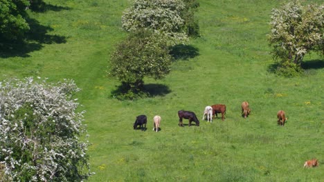 view across a valley in summer. green pasture and trees with blooms. cows grazing in the sunshine