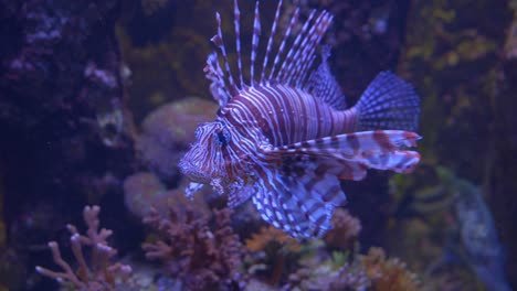 A-strange-fish-from-deep-seas-is-hanging-out-in-the-water-around-a-coral-reef