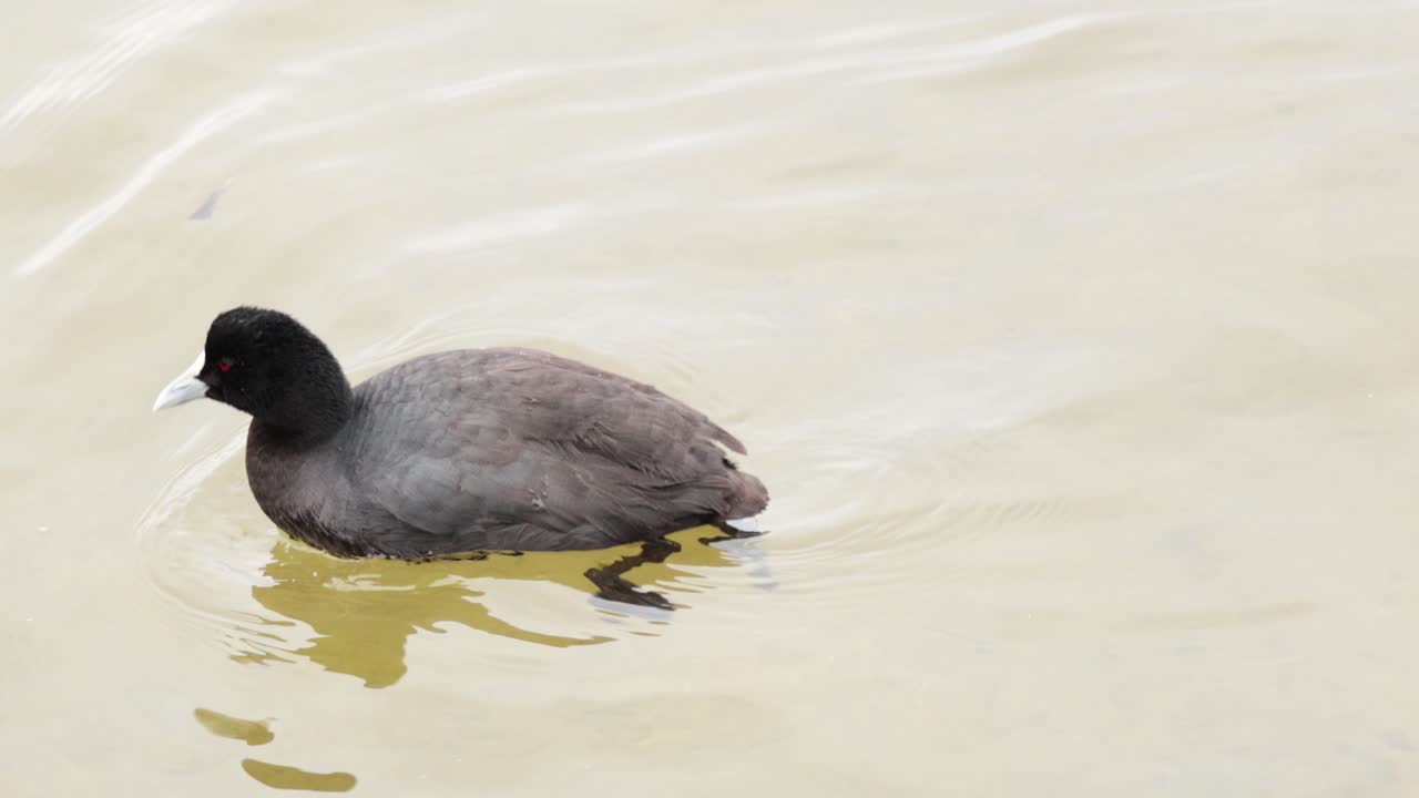 평온한 호수 물에서 수영하는 미국 코트