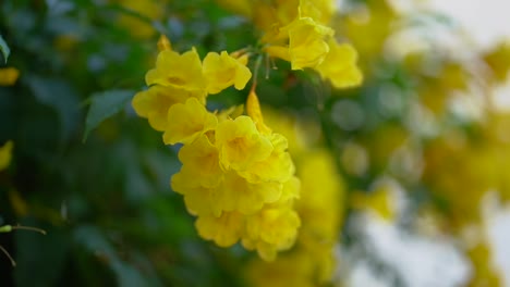slow motion yellow flowers green leaf summer.