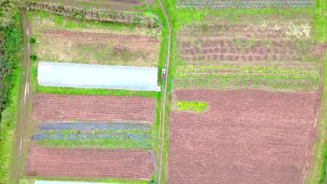 Man-walking-through-allotment-in-Somerset