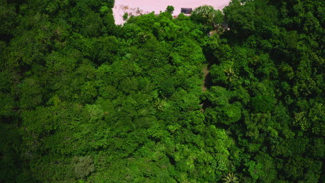 Dense-green-rainforest-foliage-hiding-beautiful-lagoon-with-beach