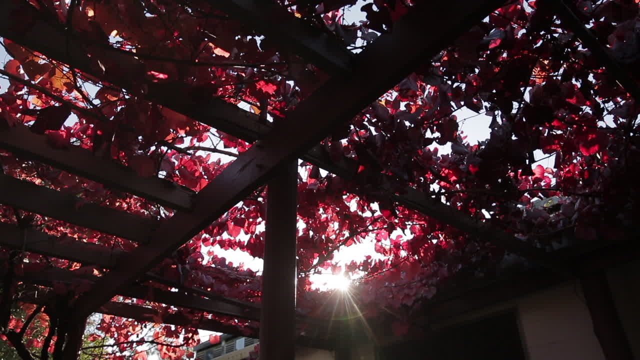 Sun flare through red vine leaf pergola, low angle