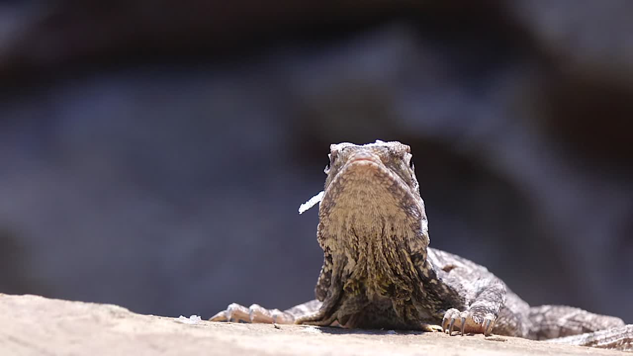 Frilled-neck Lizard Resting On Rock And Looking Around On A Sunny Day - close up