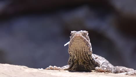 Frilled-neck-Lizard-Resting-On-Rock-And-Looking-Around-On-A-Sunny-Day---close-up