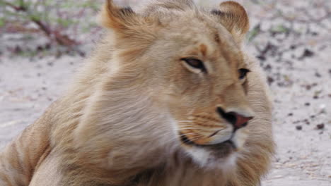 wind blows the mane of a majestic young lion