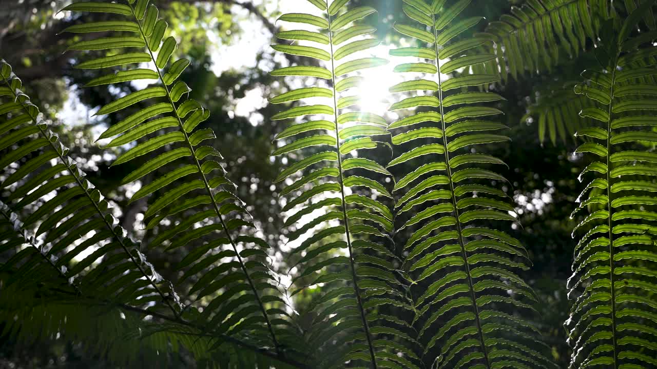la luz del sol brillante brilla a través de las hojas de helecho verde vibrante en un entorno natural exuberante.