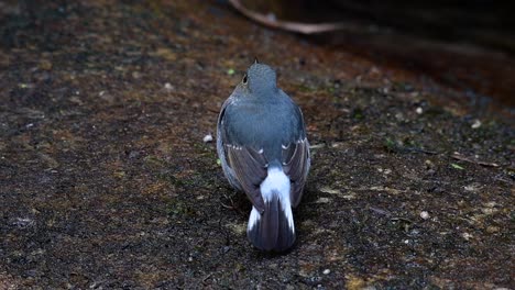 Dieser-Weibliche-Rotschwänzchen-Ist-Nicht-So-Farbenfroh-Wie-Das-Männchen,-Aber-Sicher-So-Flauschig-Wie-Ein-Knäuel-Eines-Niedlichen-Vogels