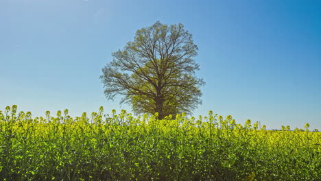 Campos-De-Colza-Con-árbol-Aislado-Contra-El-Cielo-Azul-Claro