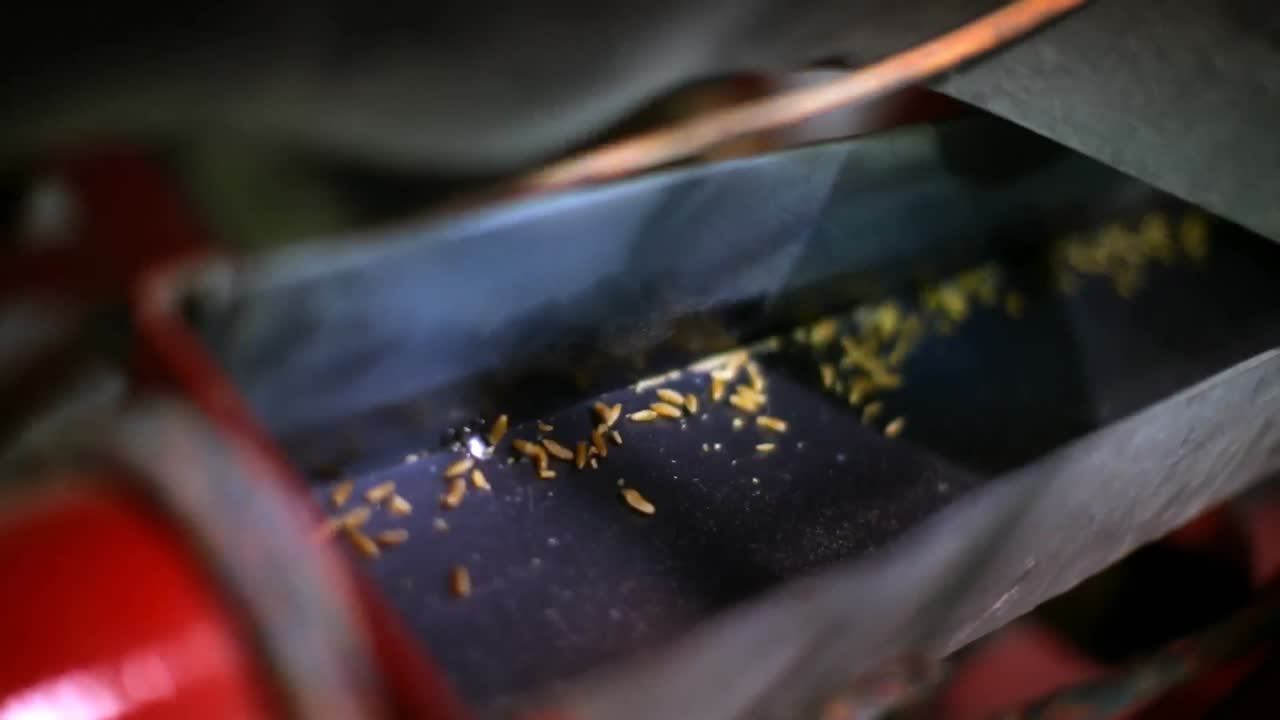 Wheat threshing in factory 4k