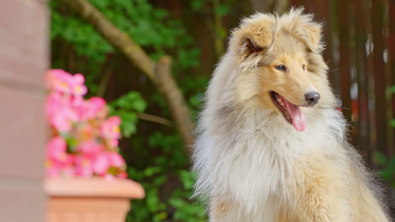 털이 거친 콜리 강아지가 밖에서 앉아서 주위를 둘러보고 있는 안정적인  ⁇
