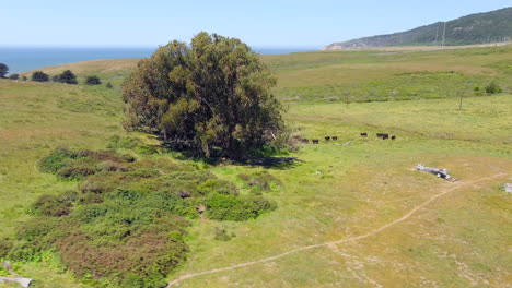 Black-Angus-Rinder,-Die-Unter-Einem-Baum-Am-Meer-Am-Strand-Von-RCA,-Kalifornien,-Grasen---Umkreisende-Luftparallaxe