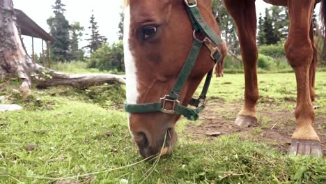 caballo marrón y blanco comiendo hierba verde en un pasto