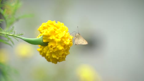 a butterfly is perched on a marigold