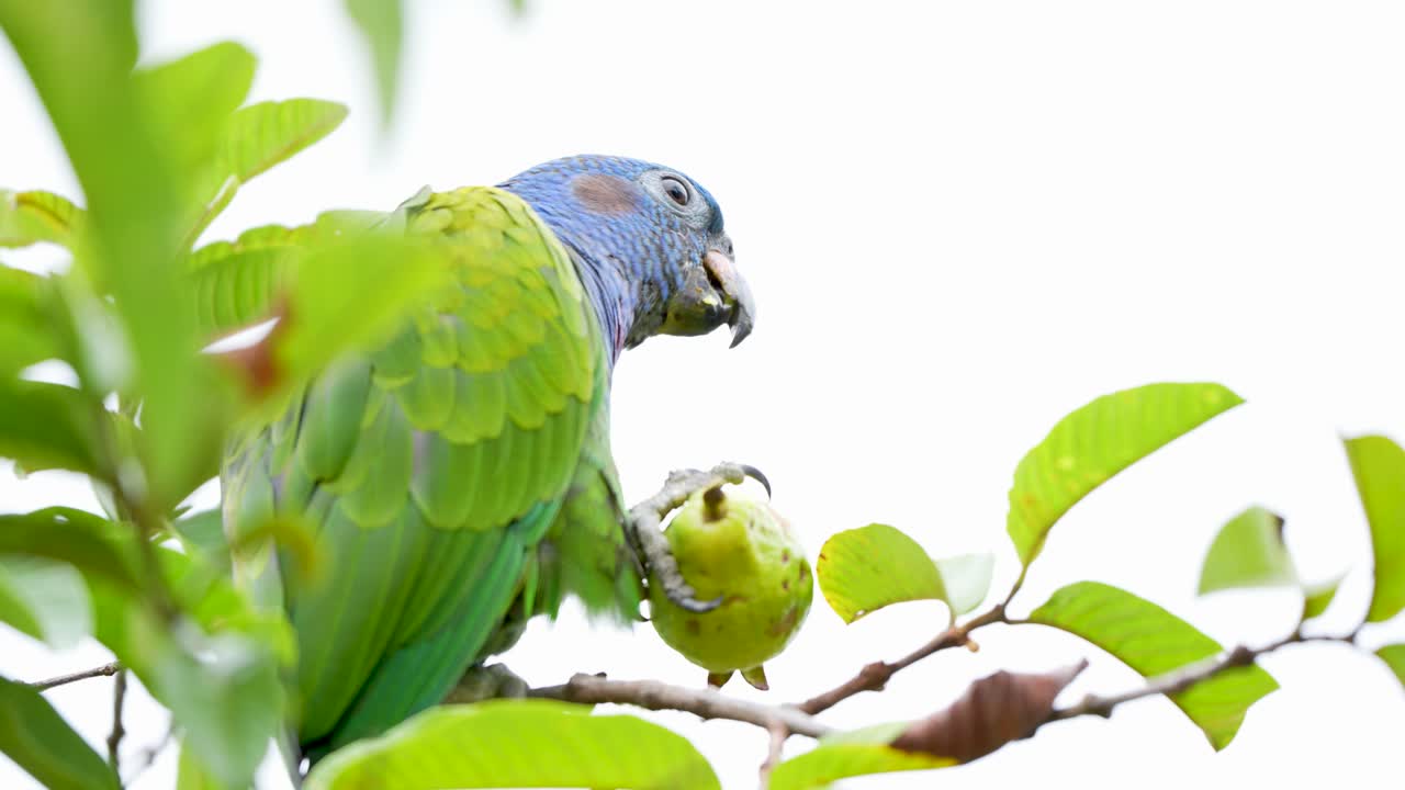 Footage of a Blue-headed parrot Pionus menstruus perched on a branch eating guava in Colombia showing tropical bird behavior and exotic wildlife