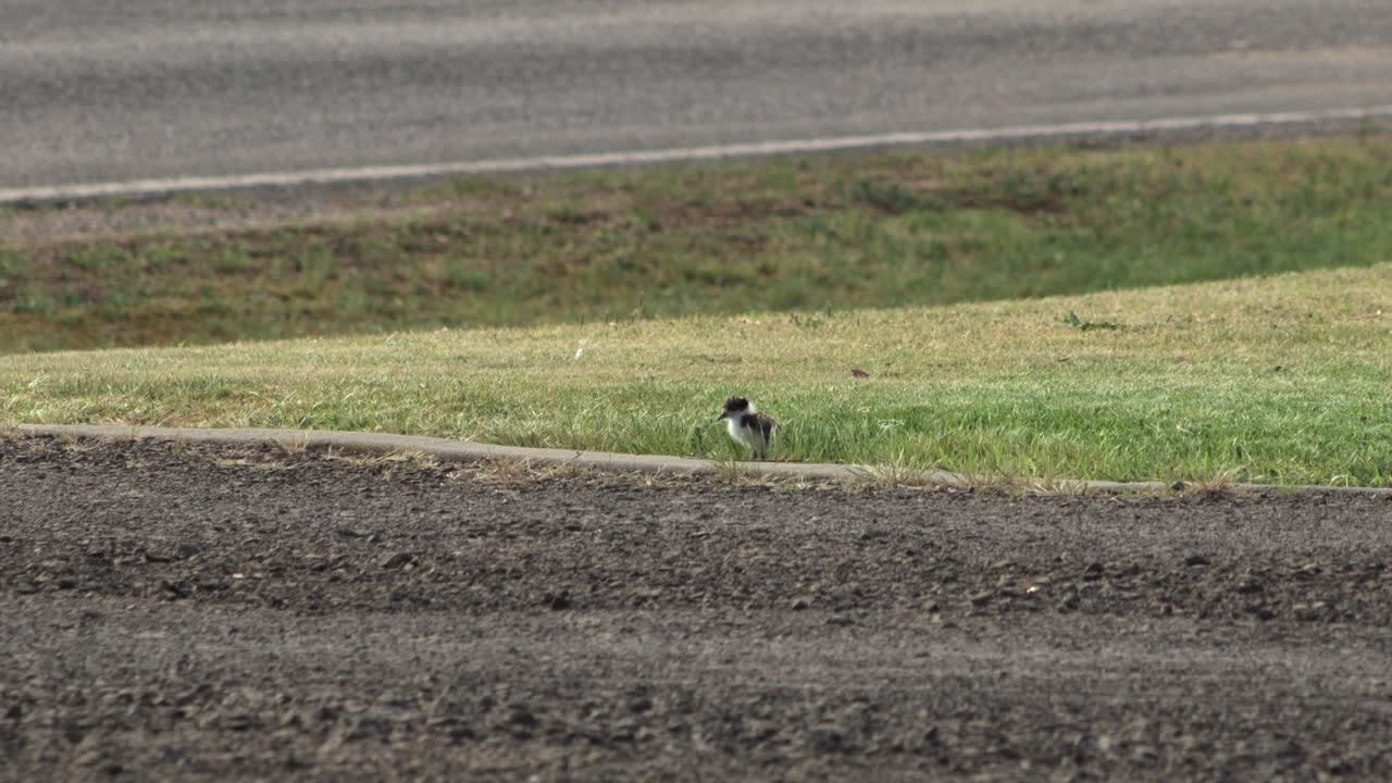 아기  ⁇ 이 가면을 쓴 lapwing plover 새가 도로에 걸어