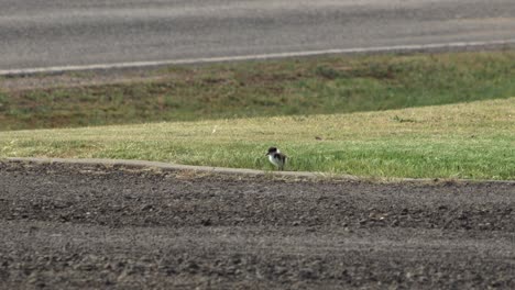 baby chick masked lapwing plover bird walking on driveway by road
