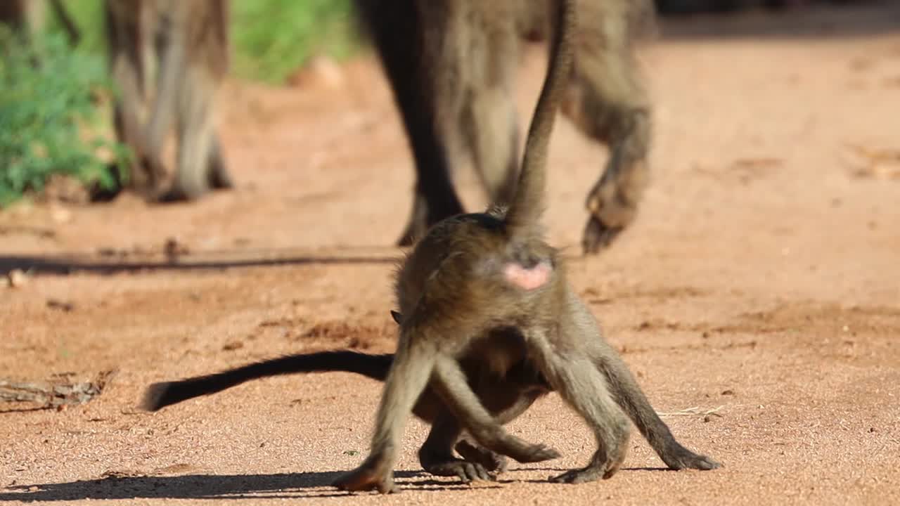 dos bebés babuinos retozando en la arena en el parque nacional kruger