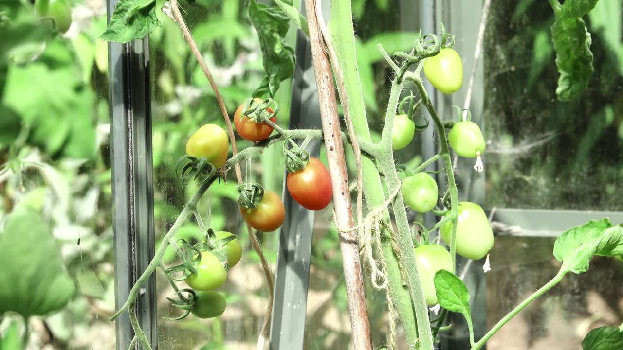 Plum tomatoes,some green some ripe developing on the plant in a greenhouse