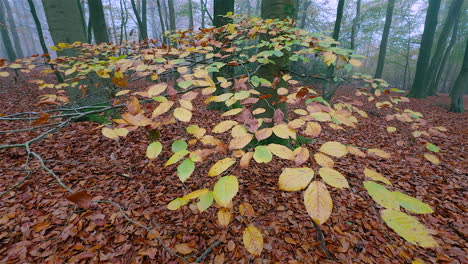 beech tree leaves show of their autumn colours on a misty day in woodland on the lickey hills, worcestershire, england.