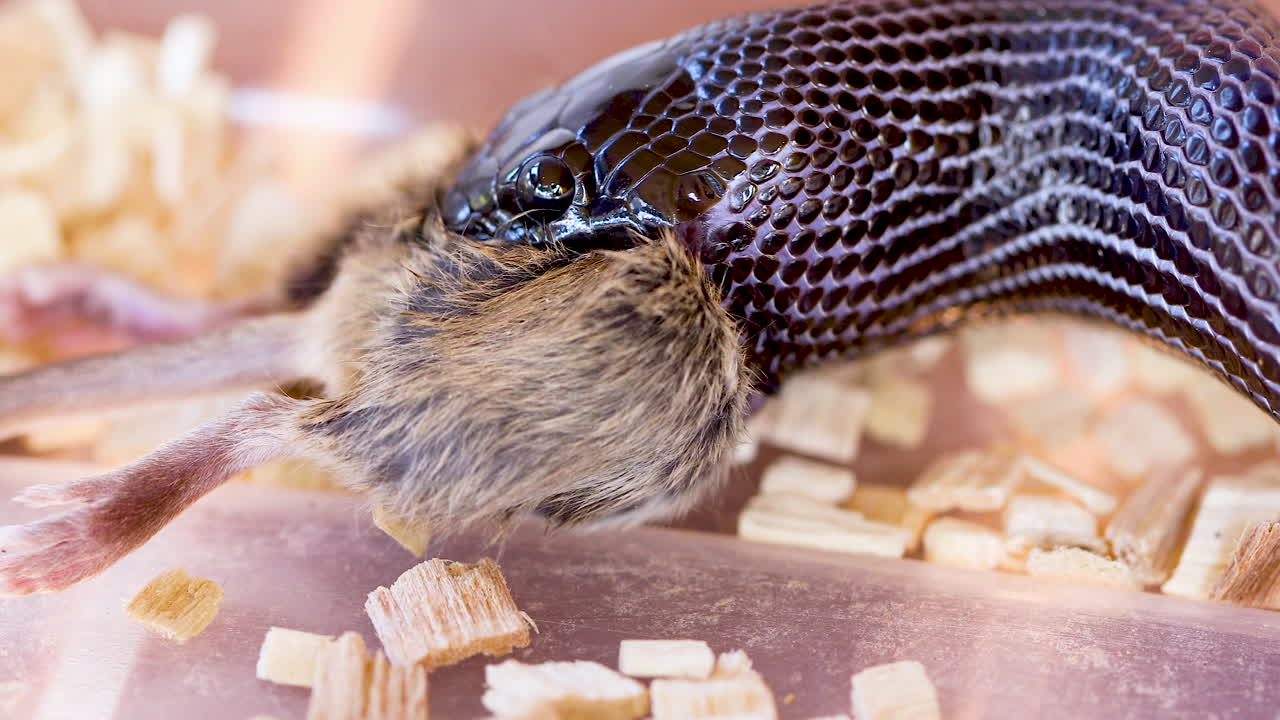 Exceptional Close-up View at Moderately Sized Mexican Black Kingsnake Swallowing a Large Portion of a Small and Innocent Rodent, in Sawdust