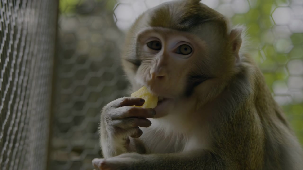 Vista em close de um macaco dentro de um recinto de arame, levando uma pequena fruta amarela à boca com as duas mãos, mostrando foco calmo, detalhes da pelagem e luz natural suave em um ambiente de vida selvagem em cativeiro