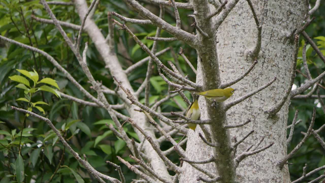 Flock of Japanese White-eyes Birds Foraging in a Tree, Medium Shot