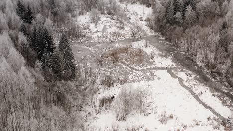 aerial view of a frozen swamp covered with snow in winter. frost on forest trees. moose on icy terrain in countryside landscape.
