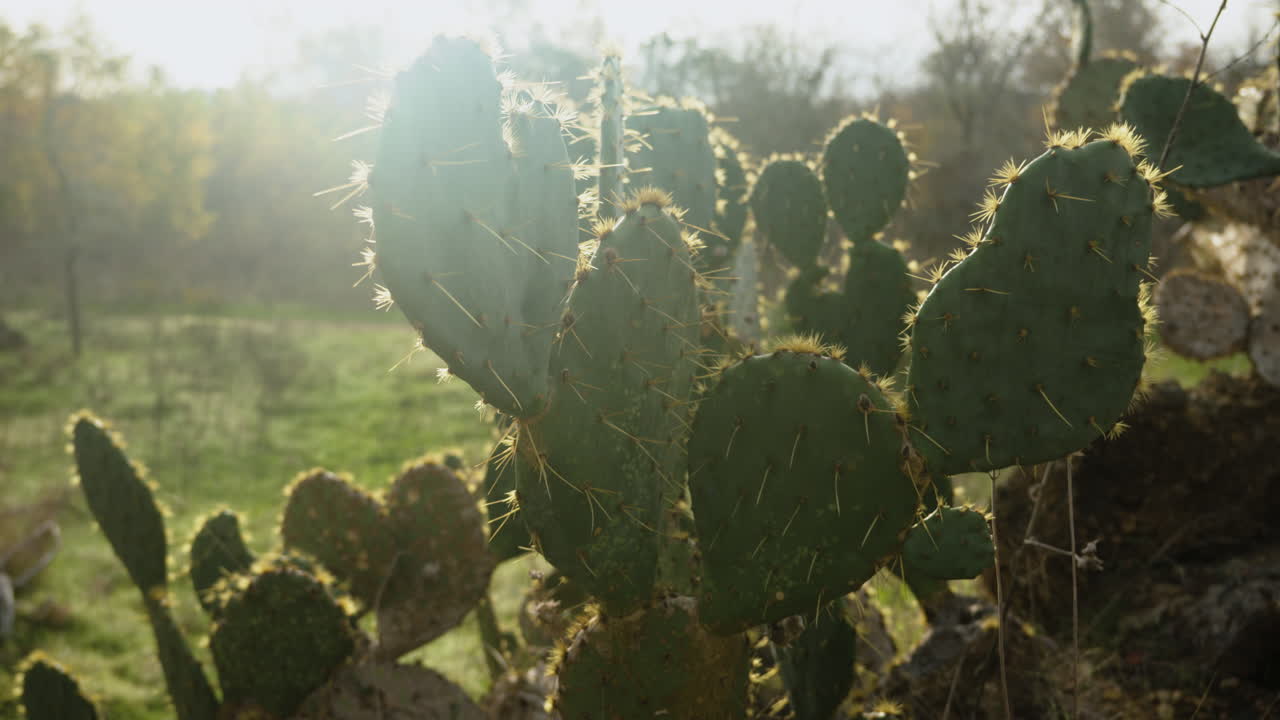 Cactus selvatici spinosi e appuntiti in una foresta con la luce sognante del sole mattutino.