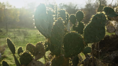 cactus de cactus salvajes espinosos y puntiagudos en un bosque con la luz del sol de la mañana de ensueño