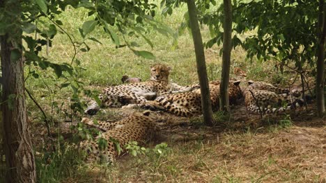 a family of cheetahs sleeping on the grass